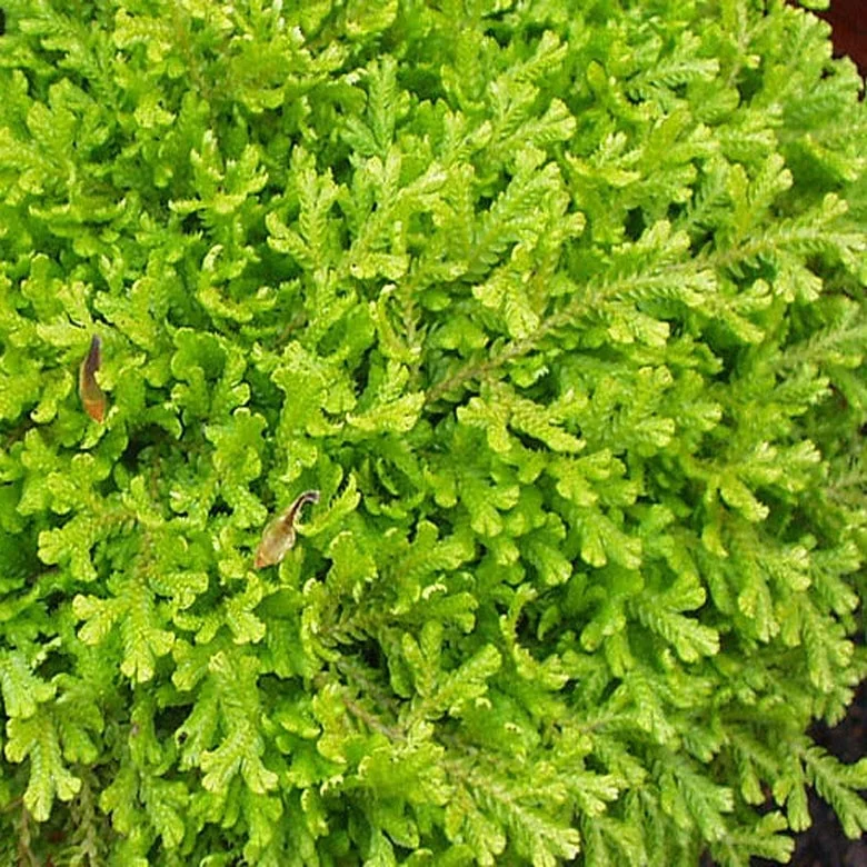 Selaginella+kraussiana+'Aurea'